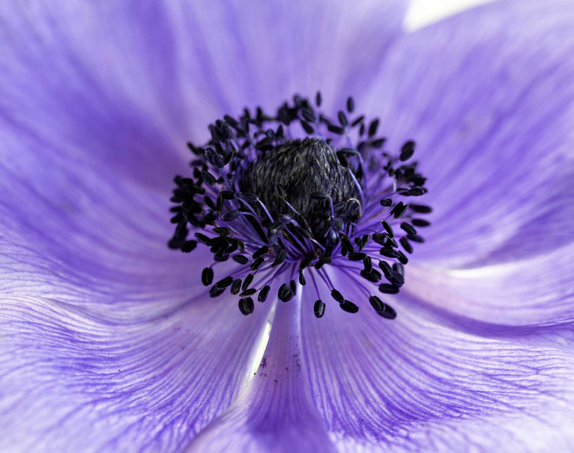 /-/media/images/website/background-images/gpof/plants/adobestock_301965791.ashx