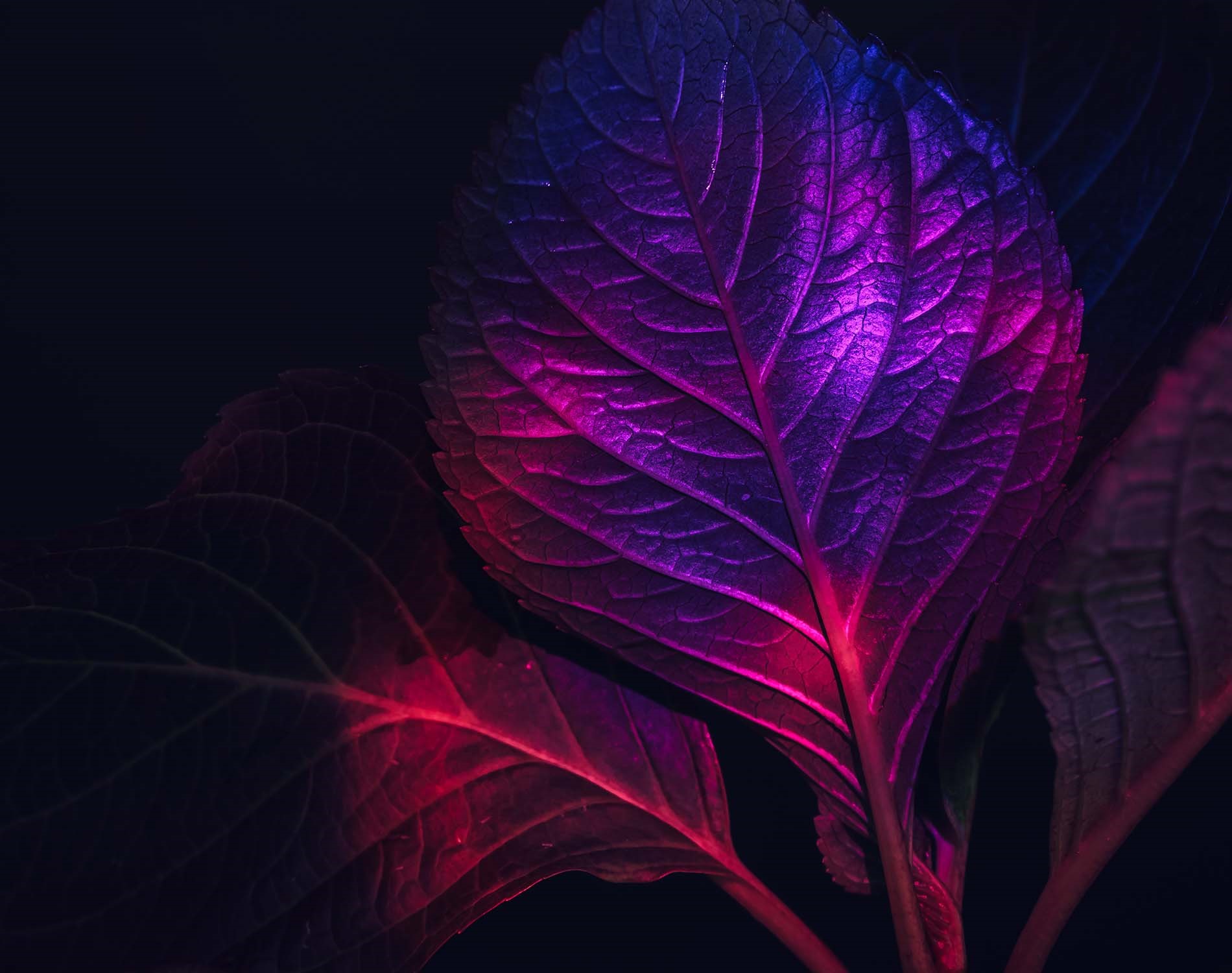 /-/media/images/website/background-images/gpof/plants/flower.ashx