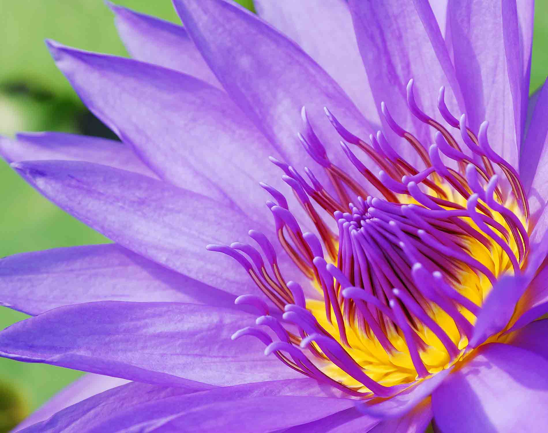/-/media/images/website/background-images/gpof/plants/istock-106395974.ashx