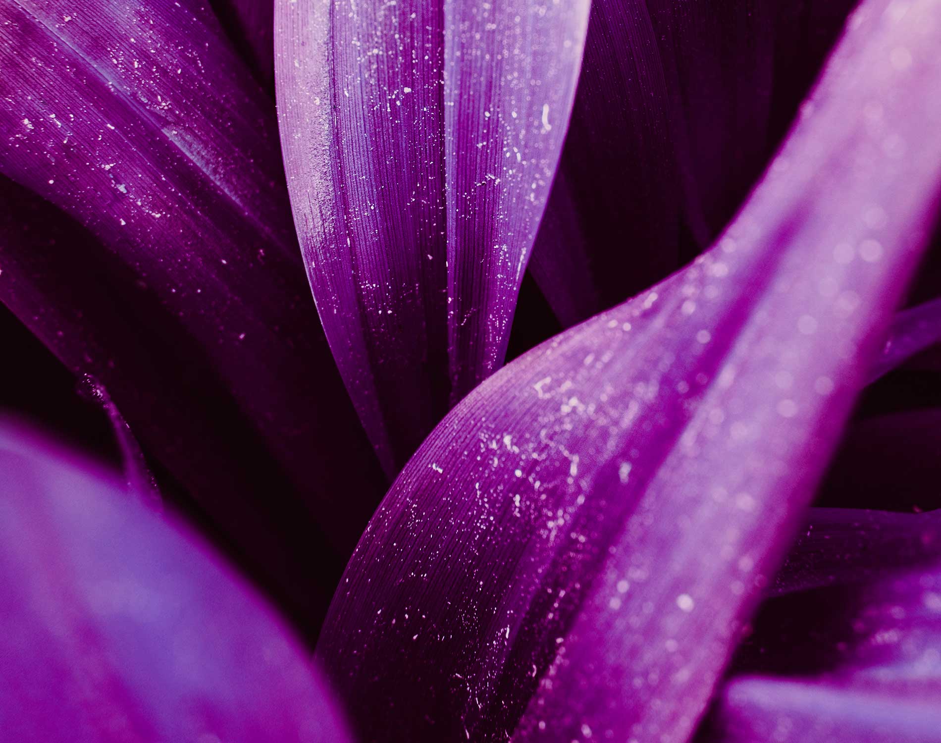 /-/media/images/website/background-images/gpof/plants/istock-1150560144.ashx