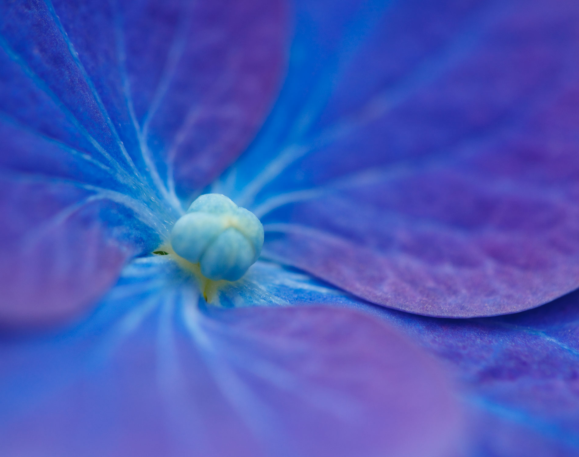 /-/media/images/website/background-images/gpof/plants/istock-471195237.ashx